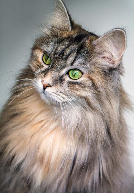 Cat with green eyes and long hair