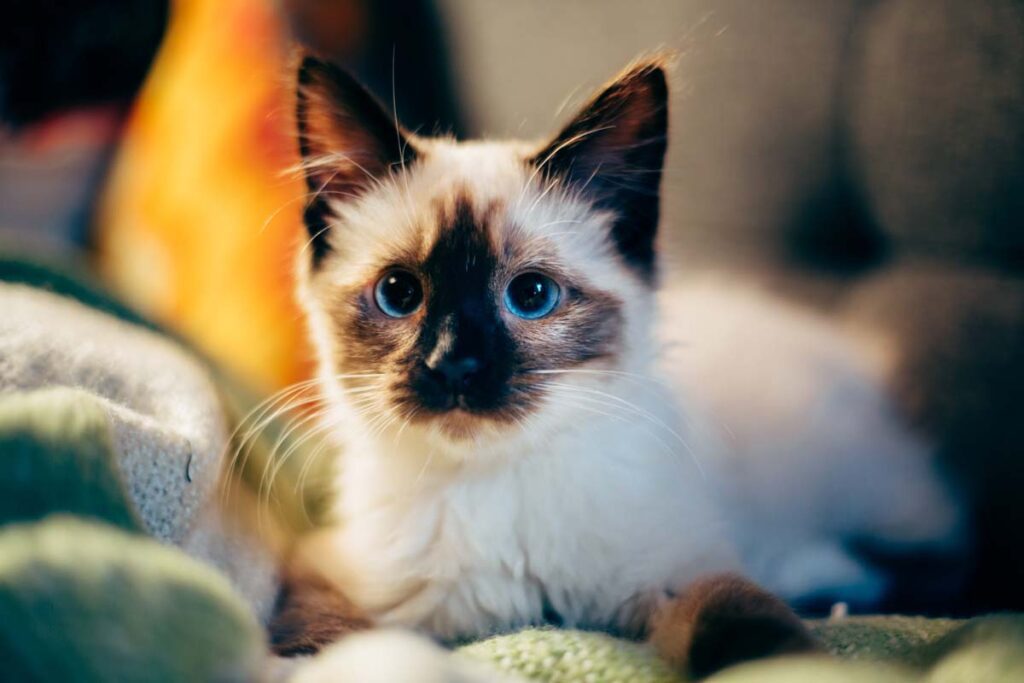 Kitten with blue eyes looking at the camera