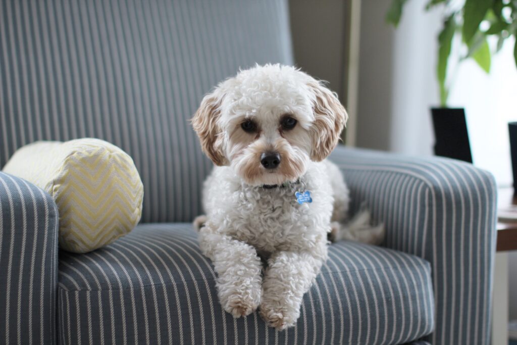 Small white dog sitting on a blue striped chair