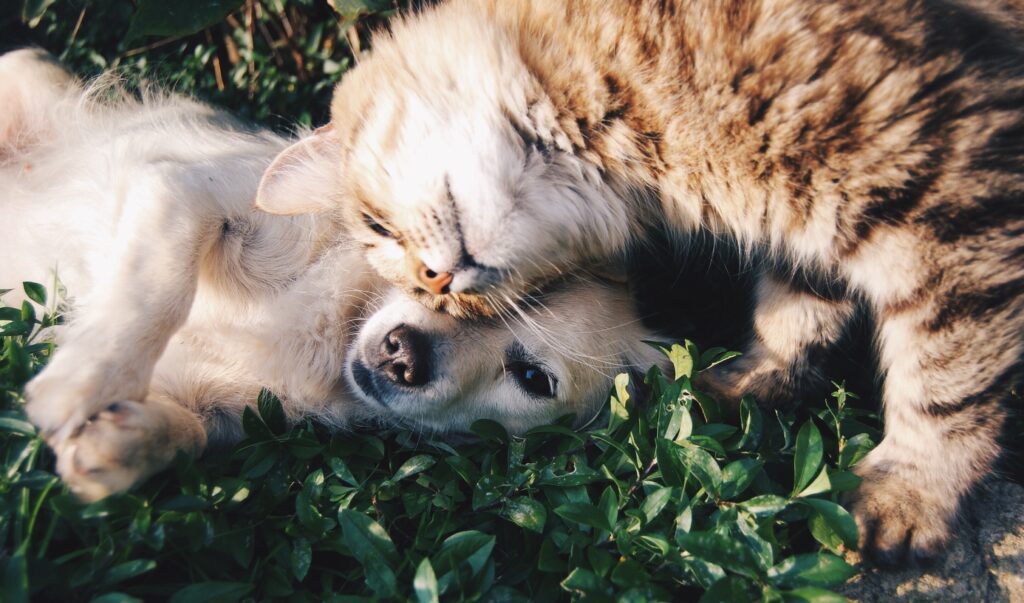 Kitten rubbing his face on a reclining puppy's head